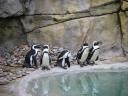 Bande de pingouins.