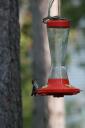 Un colibri en pleine pause casse-croûte
