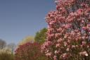 Des magnolias par centaines!